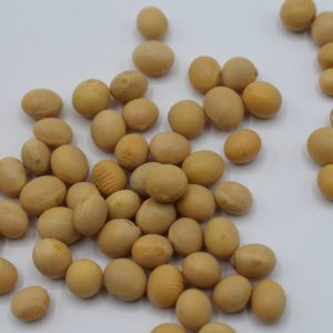 Semi di Soia Gialla