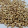 Farro Perlato