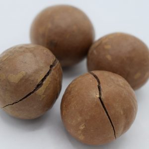 Macadamia Nuts in Shell
